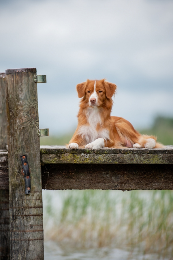 Wicked Khaleesi vom Lech-Toller Nest